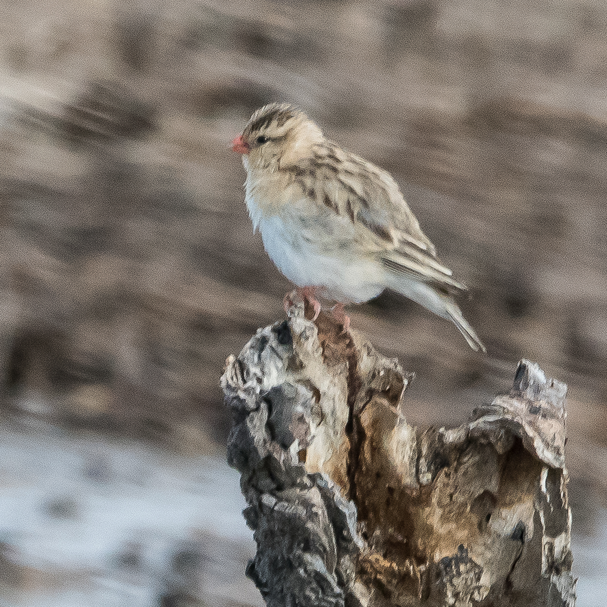 Veuve royale (Shaft-tailed whydah, Vidua regia), femelle adulte, Etosha National Park, Namibie.